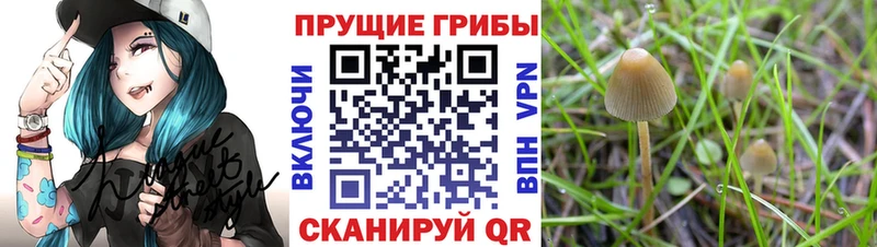 продажа наркотиков  Багратионовск  Галлюциногенные грибы Psilocybe 